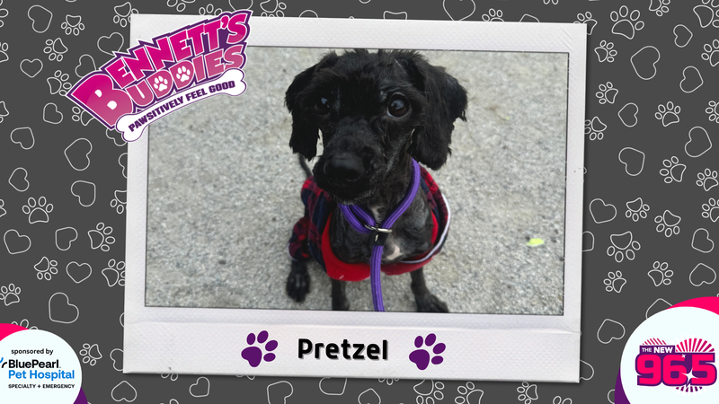 Meet Pretzel! Bennett's Buddies at the PSPCA