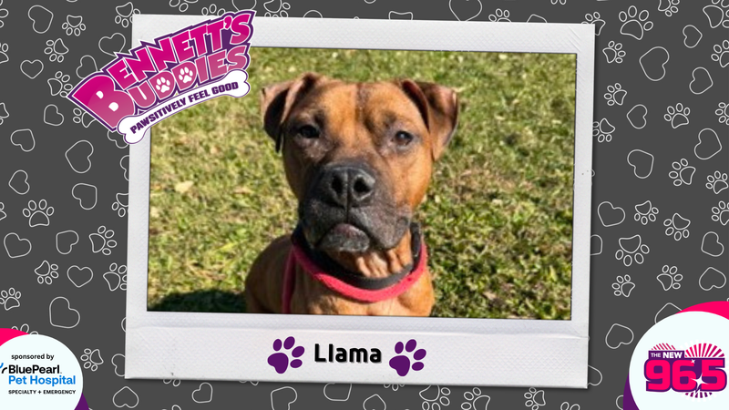 Meet Llama! Bennett's Buddies at the PSPCA