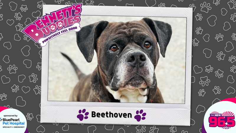 Meet Beethoven! Bennett's Buddies at the PSPCA