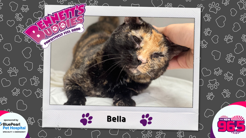 Meet Bella! | Bennett's Buddies at the PSPCA