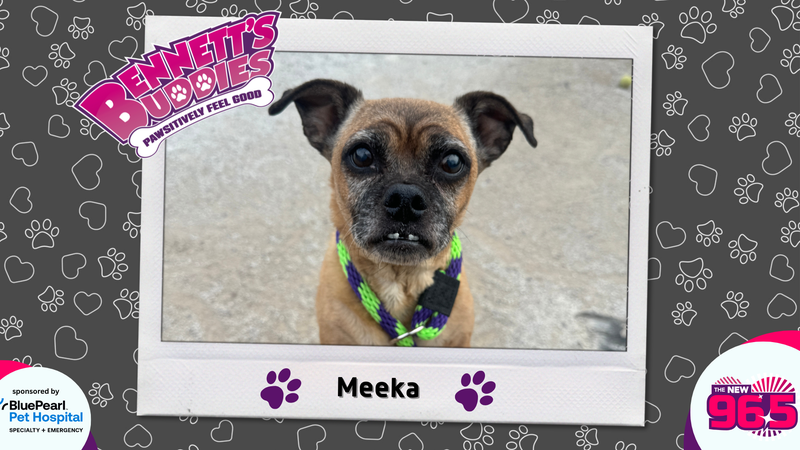 Meet Meeka! | Bennett's Buddies at the PSPCA