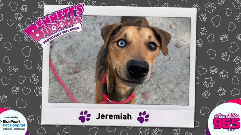 Meet Jeremiah! | Bennett's Buddies at the PSPCA