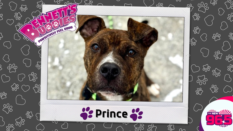 Meet Prince! Bennett's Buddies at the PSPCA