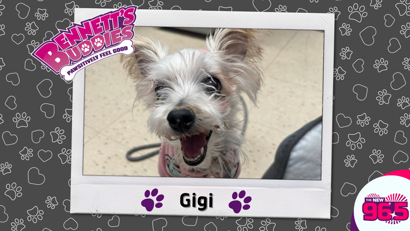 Meet Gigi! Bennett's Buddies at the PSPCA