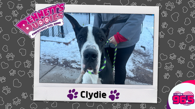 Meet Clydie! Bennett's Buddies at the PSPCA