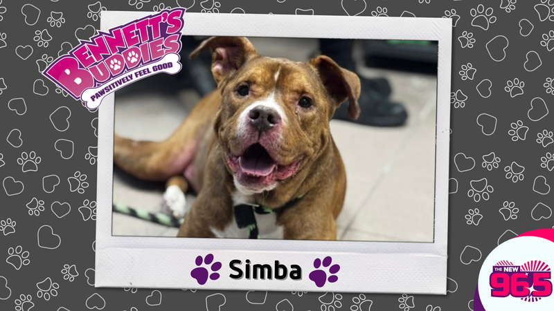 Meet Simba! Bennett's Buddies at the PSPCA