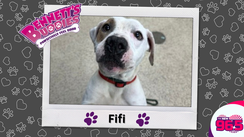 Meet Fifi! Bennett's Buddies at the PSPCA
