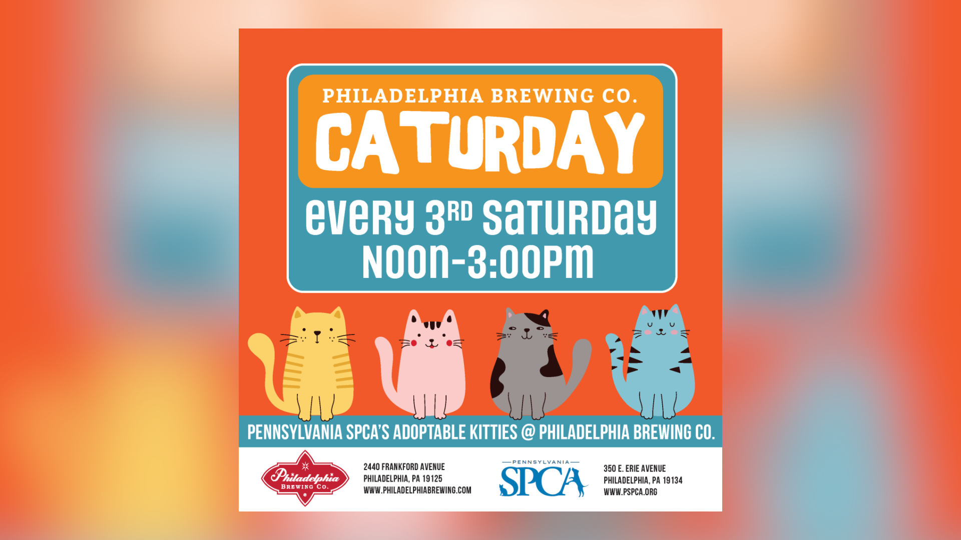 February Caturday with the PSPCA