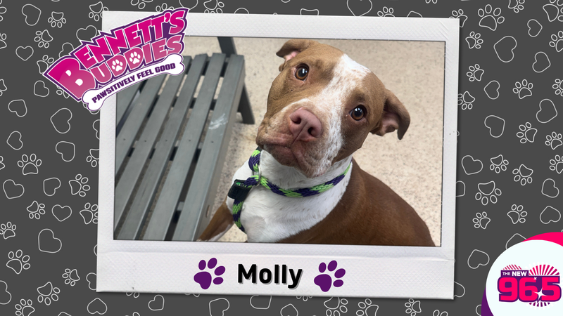 Meet Molly! Bennett's Buddies at the PSPCA