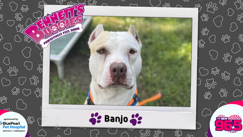 Meet Banjo! Bennett's Buddies at the PSPCA