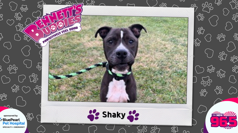 Meet Shaky! Bennett's Buddies at the PSPCA