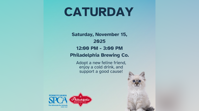 PSPCA November Caturday