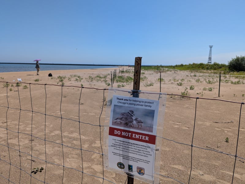 A portion of Chicago's Montrose Beach is cordoned off in order to protect piping plovers.