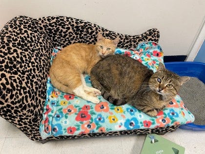 Adopt Don't Shop