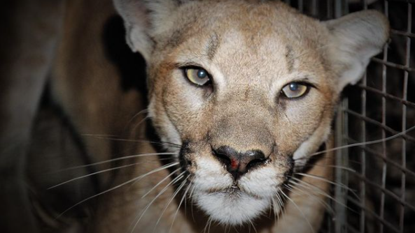 99th mountain lion caught by Santa Monica Mountains National Park Service