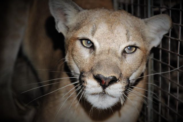 P-99, the mountain lion.