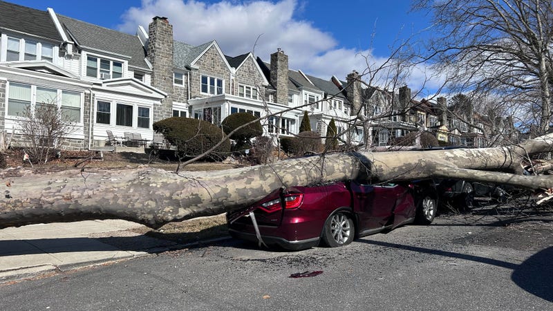 A single tree that went down in high winds on Sunday, on the 5600 block of Wyndale Avenue in West Philadelphia, damaged four cars.