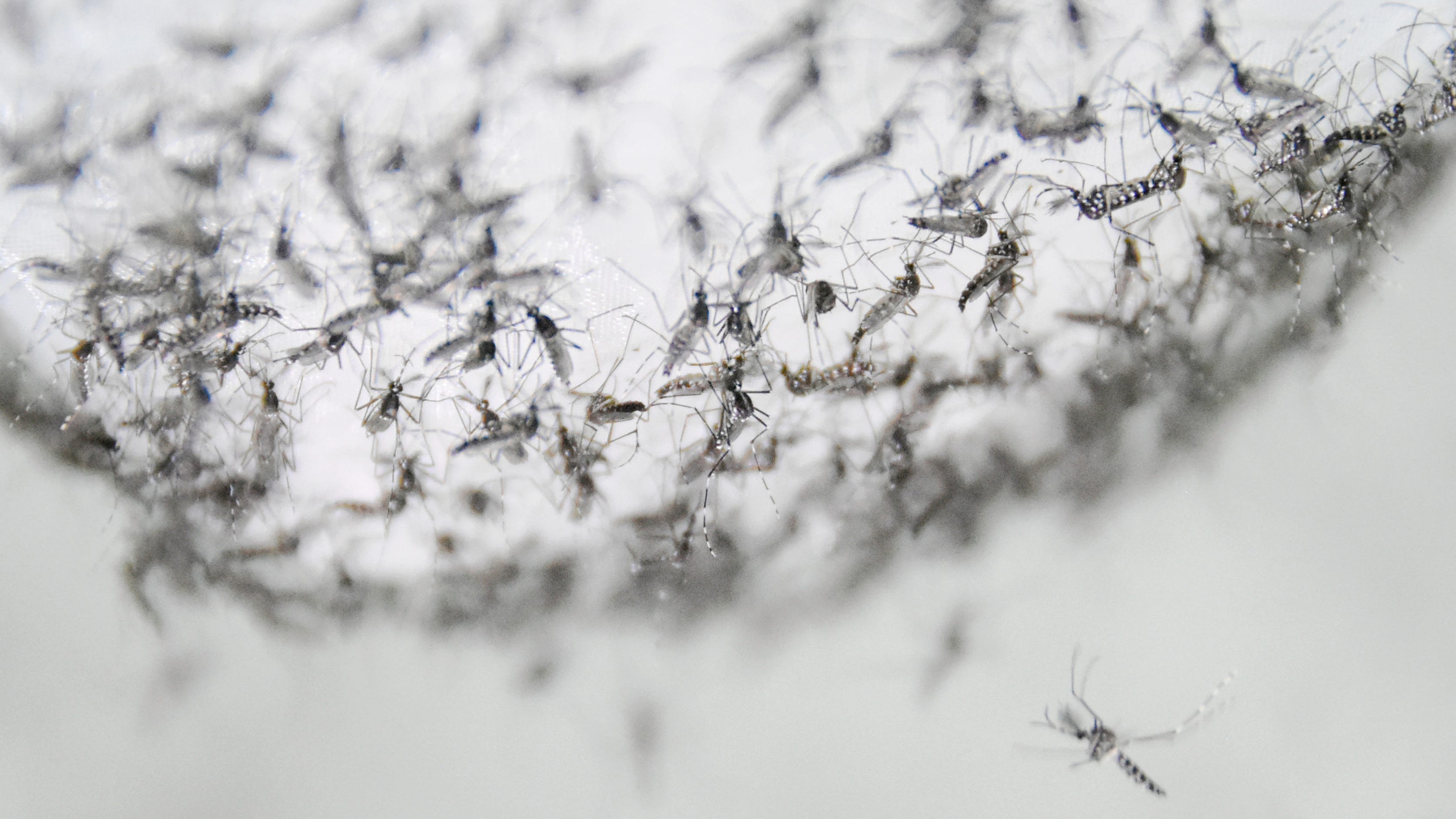 Scientists Find New Way To Kill Disease-Carrying Mosquitoes