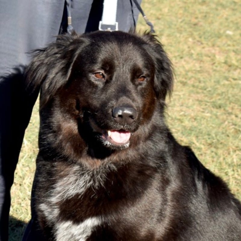 Bumblebee @ Austin Humane Society 12/11/24