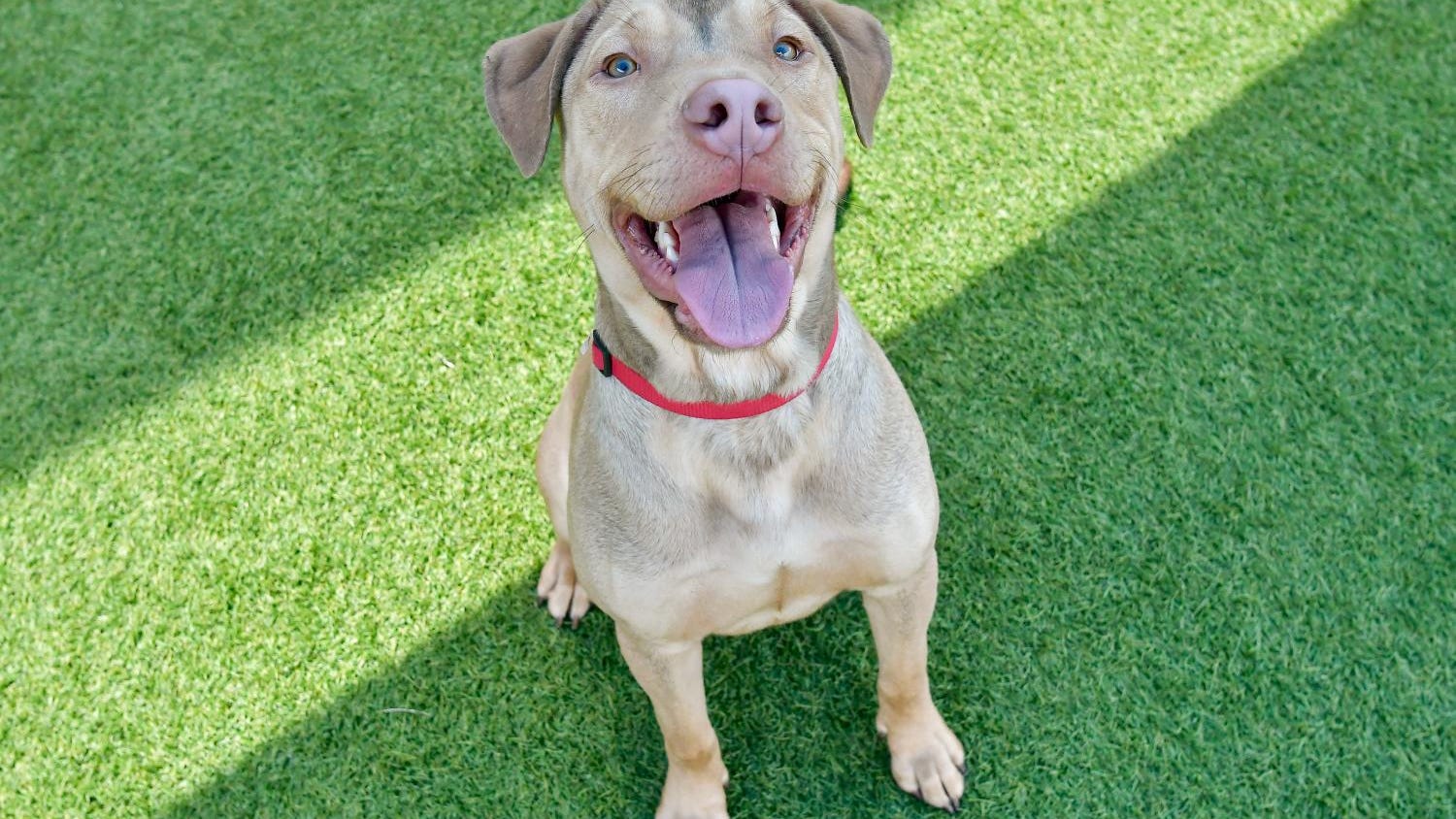 Canine Corner: Matthew