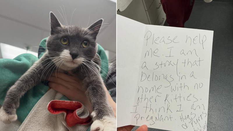 The abandoned cat (left) and the note left with her (right).