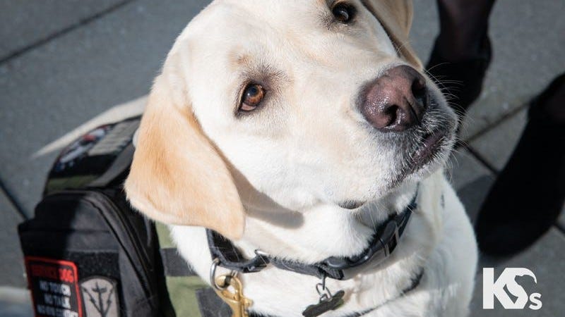 PAWS Act heads to Biden's desk for signature