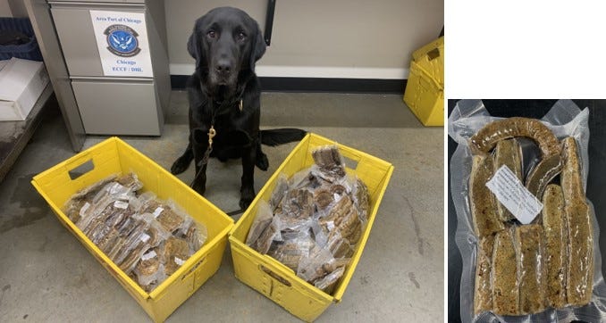Dali the dog helps US Customs agents seize some forbidden fruit — and meat