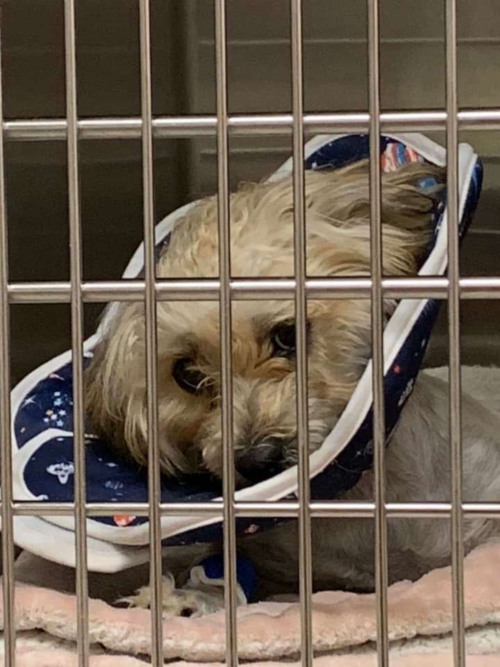 "Amelia Airheart," a 1-year-old Lhasa Apso thrown from a vehicle outside Avon Petco this week