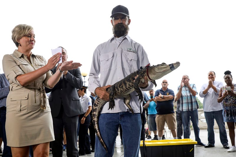 Florida alligator expert Frank Robb receives a round of applause as he holds an alligator during a news conference, Tuesday, July 16, 2019, in Chicago. Robb captured the elusive alligator in a public lagoon at Humboldt Park early Tuesday. At left is Kelley Gandurski, executive director of Chicago Animal Care and Control.
