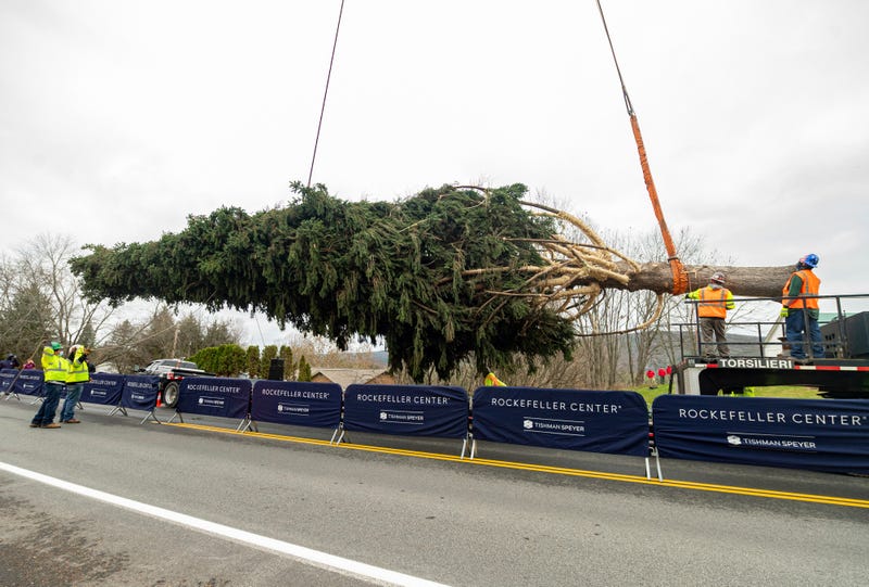 This year's Rockefeller Center Christmas tree, a 75-foot tall Norway Spruce, is guided onto a flatbed truck, Thursday, Nov. 12, 2020, in Oneonta, N.Y.