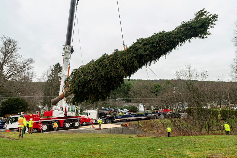 This year's Rockefeller Center Christmas tree, a 75-foot tall Norway Spruce, is guided onto a flatbed truck, Thursday, Nov. 12, 2020, in Oneonta, N.Y.