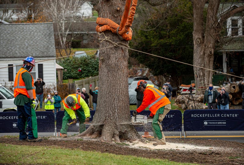 Workers cut down a 75-foot tall, 11-ton Norway Spruce that will serve as this year's Rockefeller Center Christmas tree, Thursday, Nov. 12, 2020, in Oneonta, N.Y.