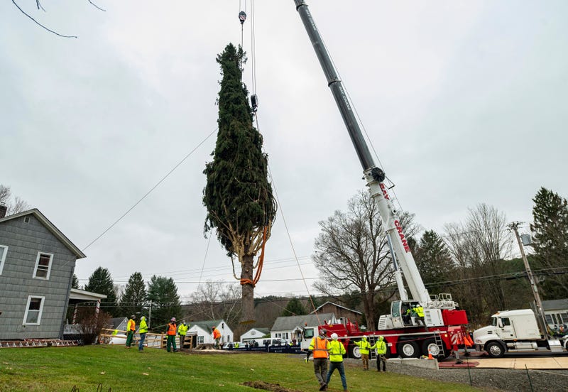 This year's Rockefeller Center Christmas tree, a 75-foot tall, 11-ton Norway Spruce, is craned onto a flatbed truck, Thursday, Nov. 12, 2020, in Oneonta, N.Y.