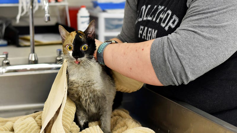 This photo, provided by Lollypop Farm shelter, shows one of the 97 cats rescued from a house fire in Perinton, NY, outside Rochester, NY, Thursday, Jan. 14, 2021. Many of the cats suffered smoke inhalation, the Humane Society of Greater Rochester said, and it wasn’t clear whether all of them would survive. 