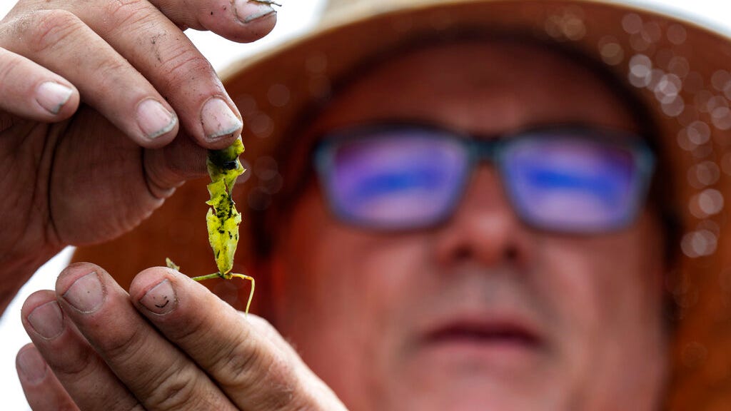California removing invasive algae that crowds out food for sea animals