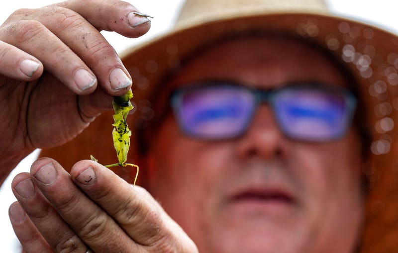 Marine scientist Robert Mooney shows off Caulerpa, an evasive alga, that is being removed from China Coast in Corona del Mar, Calif. on Wednesday, July 7, 2021.