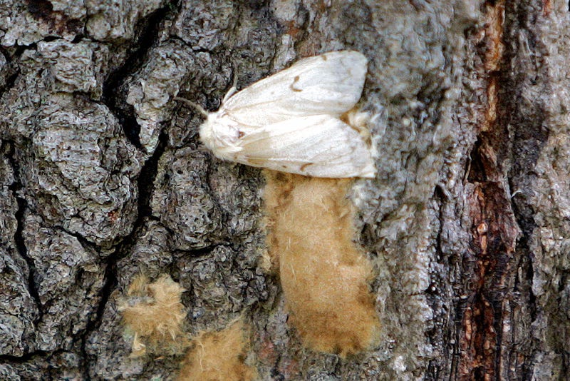 gypsy moth to be renamed