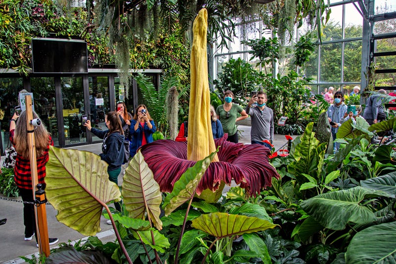 Corpse Flower