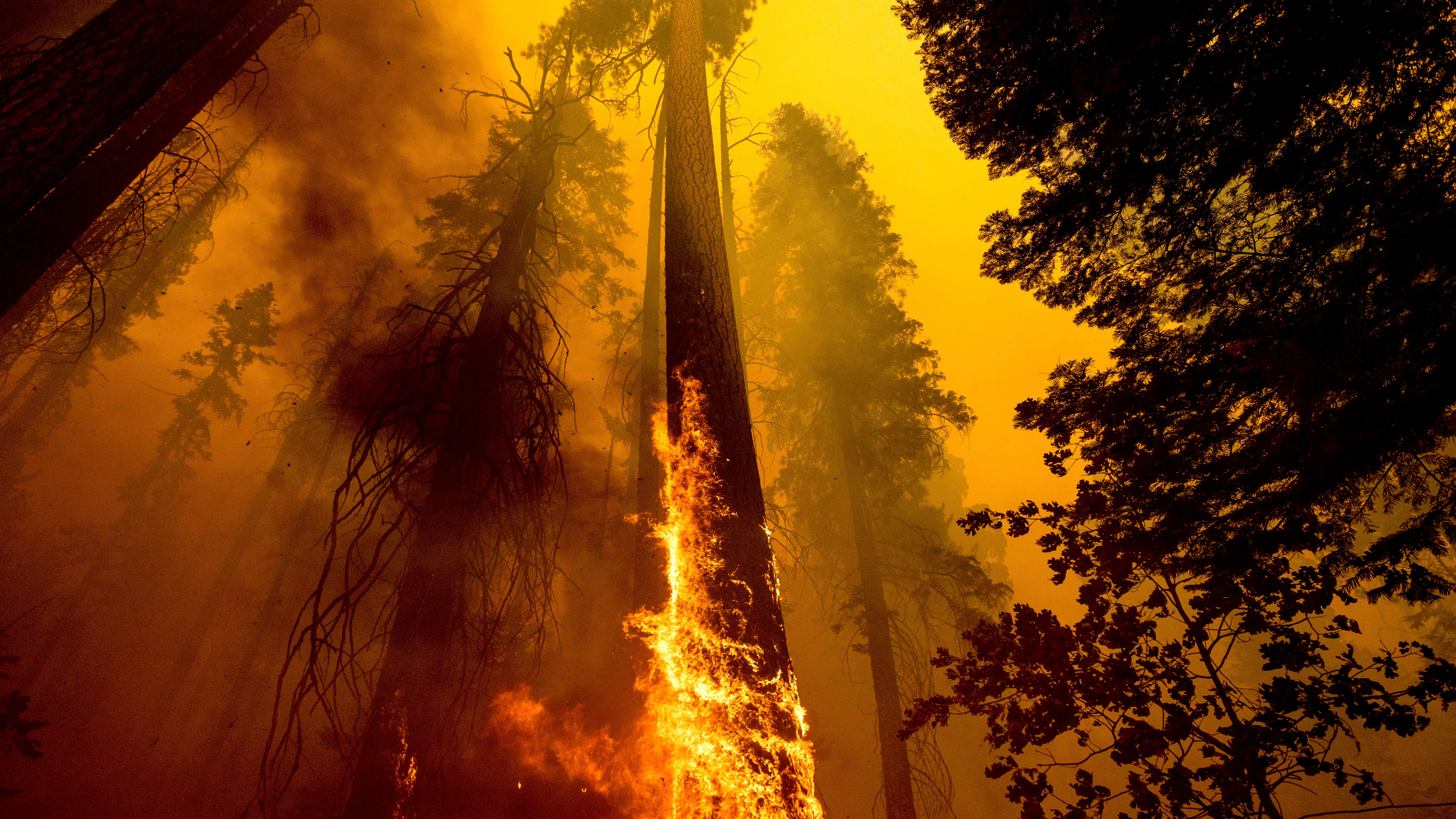 Wildfires torched up to a fifth of all giant sequoia trees