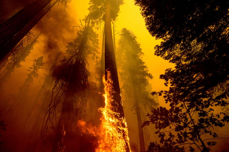 Wildfire