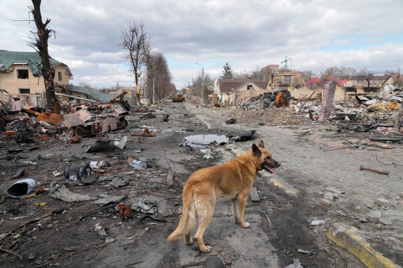 A dog wanders around destroyed houses and Russian military vehicles, in Bucha close to Kyiv, Ukraine, Monday, April 4, 2022