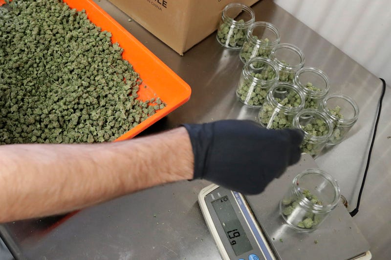 In this Friday, March 22, 2019 file photo, an employee at a medical marijuana dispensary in Egg Harbor Township, N.J., sorts buds into prescription bottles