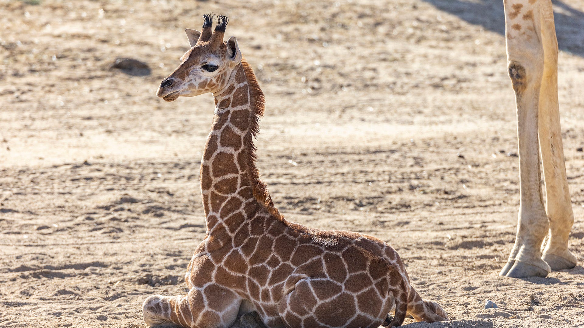 Bracing for her future: Human medicine rescues giraffe