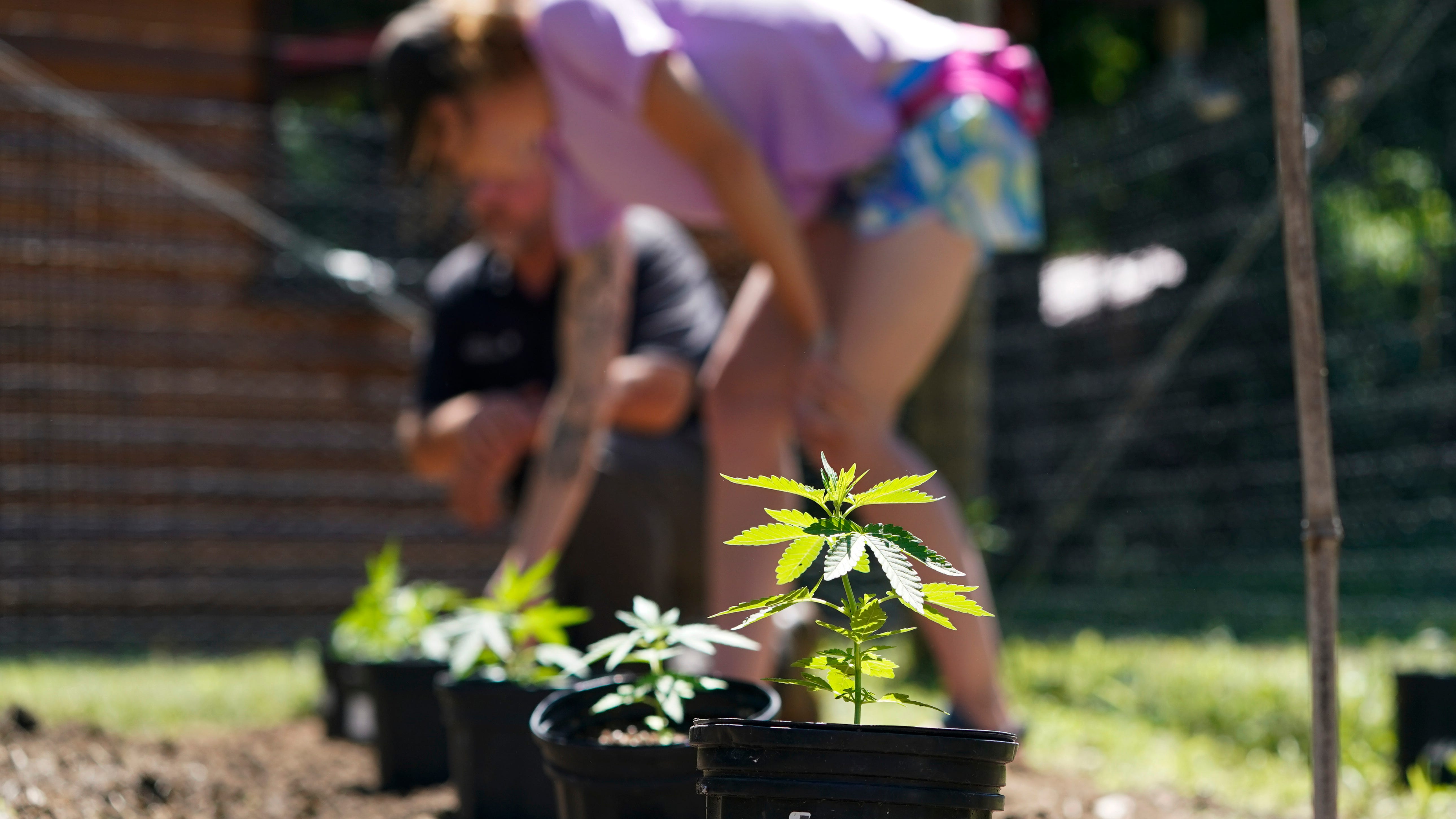 PHOTOS: NY's 1st legal marijuana crop sprouts under the sun
