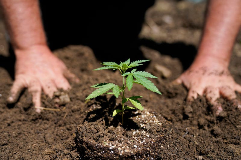 Rich Morris of Toadflax Nursery plants marijuana seedlings for the adult recreational market at Homestead Farms and Ranch in Clifton Park, N.Y., Friday, June 3, 2022