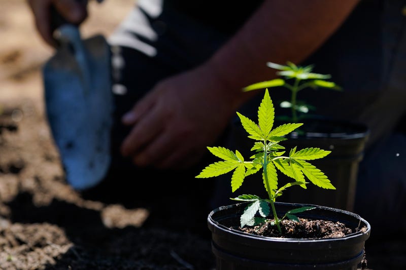 Marijuana plants for the adult recreational market are ready to be planted at Homestead Farms and Ranch in Clifton Park, N.Y., Friday, June 3, 2022