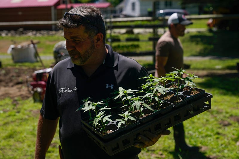 Rich Morris of Toadflax Nursery helps to plant marijuana seedlings at Homestead Farms and Ranch in Clifton Park, N.Y., Friday, June 3, 2022