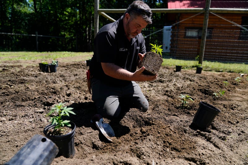 Rich Morris of Toadflax Nursery plants marijuana seedlings, eventually for the adult recreational market, at Homestead Farms and Ranch in Clifton Park, N.Y., Friday, June 3, 2022