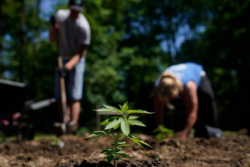 Marijuana plants for the adult recreational market are planted at Homestead Farms and Ranch in Clifton Park, N.Y., Friday, June 3, 2022