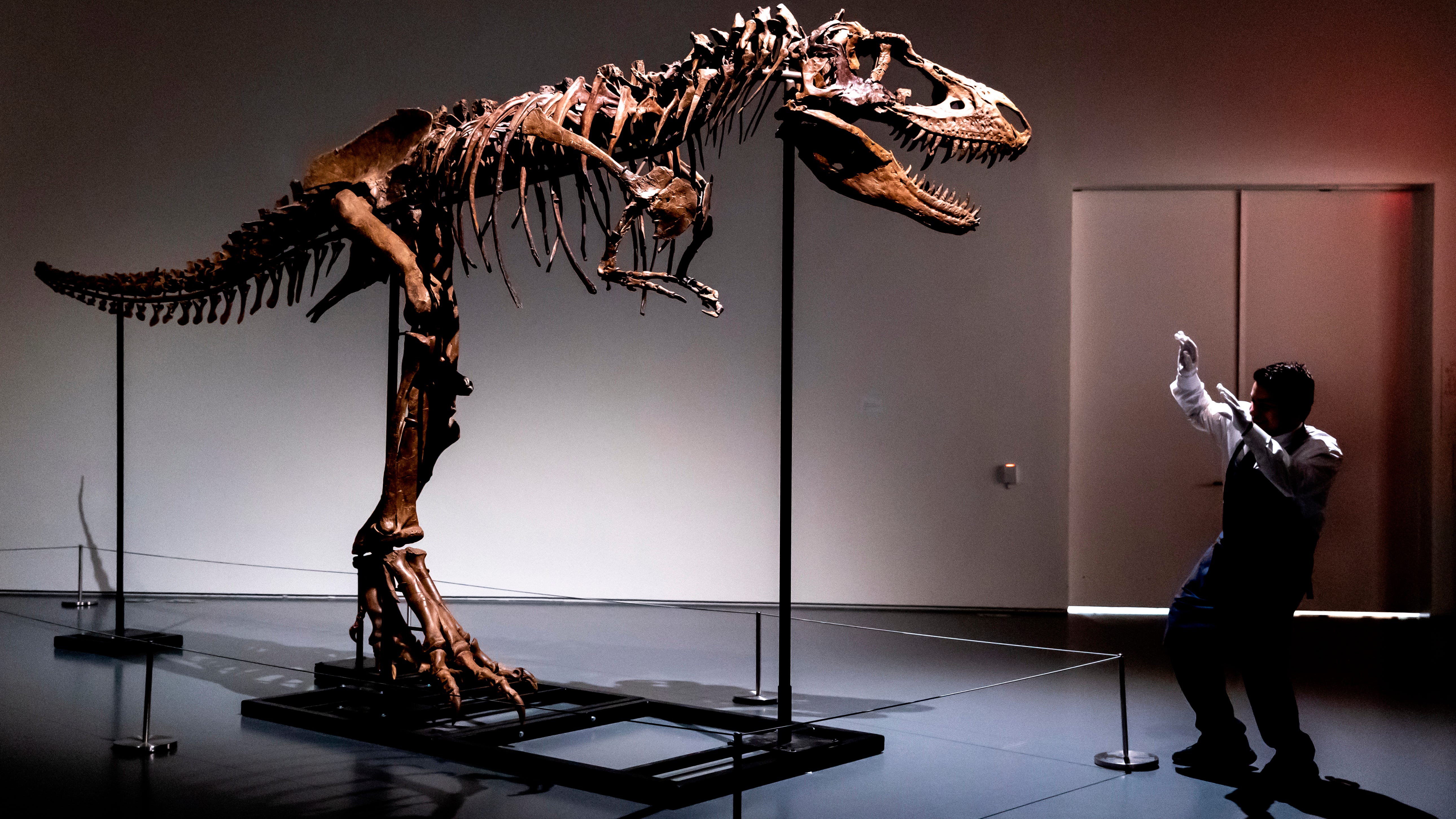 76 million-year-old dinosaur skeleton to be auctioned